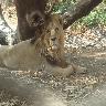 Silvassa Vasona Lion Safari